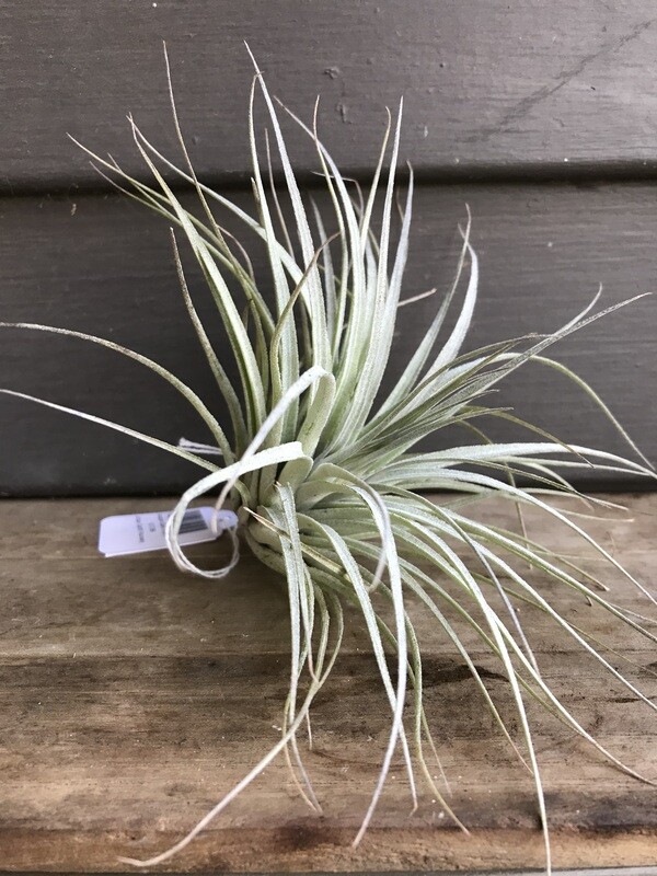 Houston Dark Pink &#39;Red Princess&#39; 5-6&quot;
