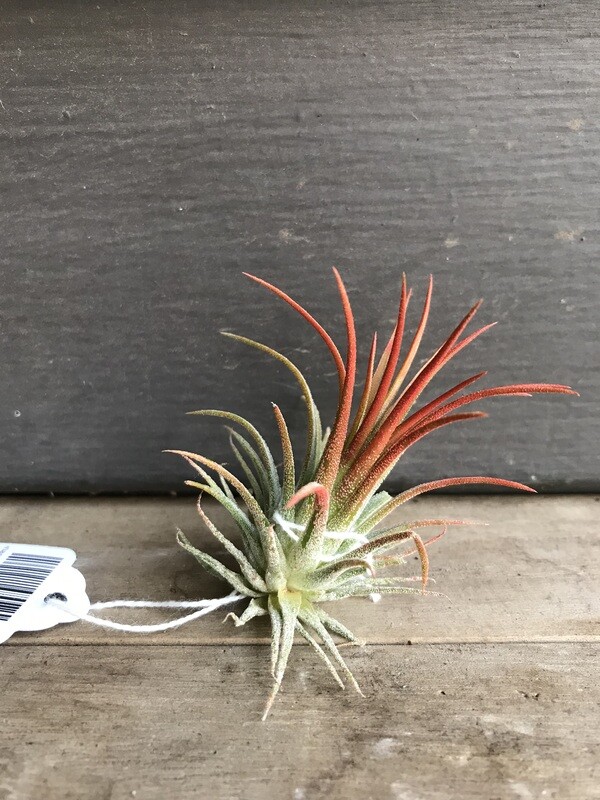 Ionantha Fuego