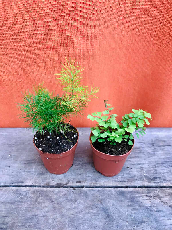 Ferns &amp; Foliage assorted 2&quot;