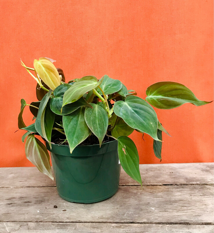 Philodendron micans 6&quot;