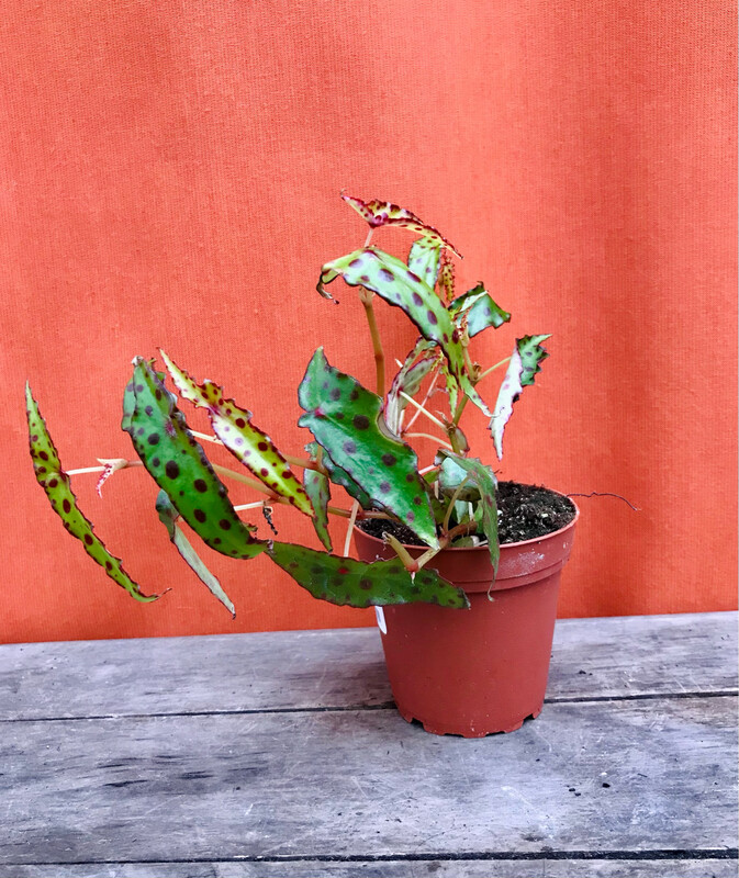 Begonia Amphioxus 4&quot;