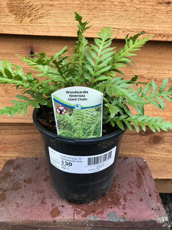 Fern - Giant Chain, Woodwardia fimbriata 1gal