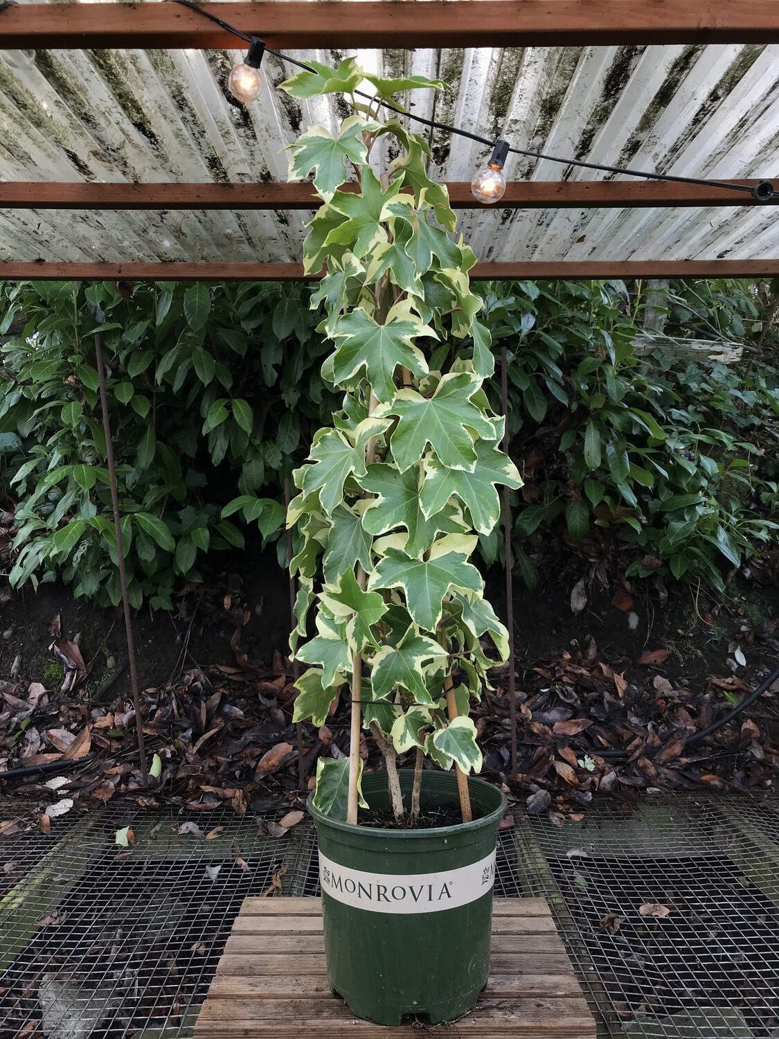 Angyo Star Tree Ivy, Fatshedera lizei &#39;Angiostar&#39; 2gal