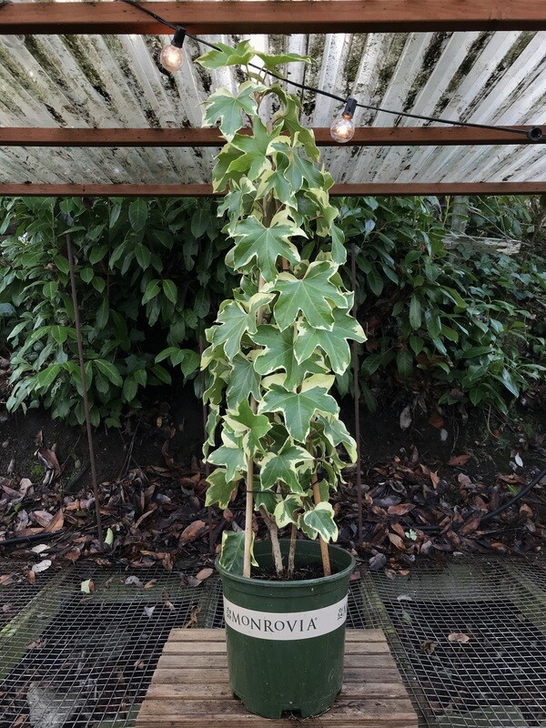 Angyo Star Tree Ivy, Fatshedera lizei &#39;Angiostar&#39; 2gal