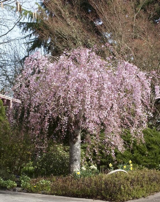 Double Weeping Rosebud Cherry, Prunus pendula &#39;Pleno-rosea&#39; 10gal