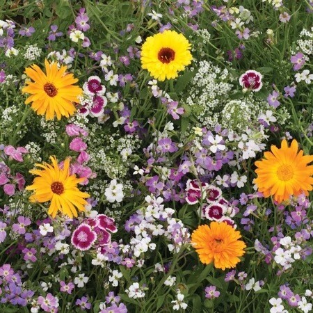 Seeds - Mix Fragrant Mix 2 Grams