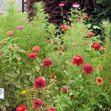 Seeds - Mix Monarch Butterfly Garden Mix 2 Grams
