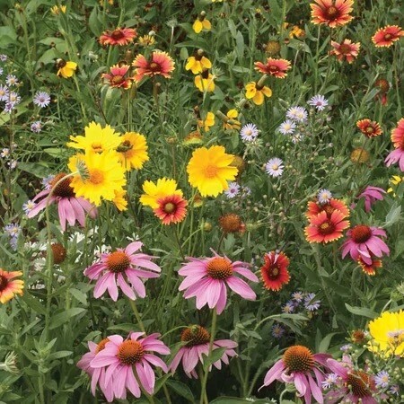 Seeds - Mix Bee Feed Mix 2 Grams