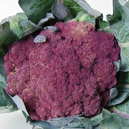 Seeds - Cauliflower Purple Of Sicily 1/4 Gram
