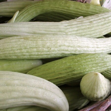 Seeds - Cucumber Armenian 1 Gram