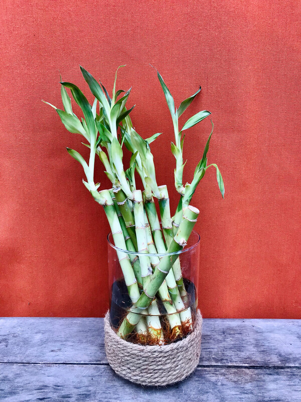 Lucky Bamboo Stalk 8&quot;