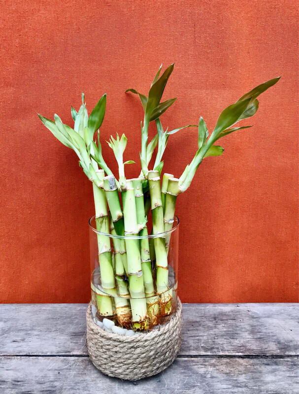 Lucky Bamboo Stalk 6&quot;