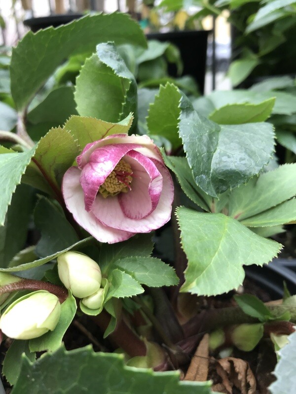 Hellebore, Helleborus &#39;Ice N&#39; Roses Picotee&#39; 1gal
