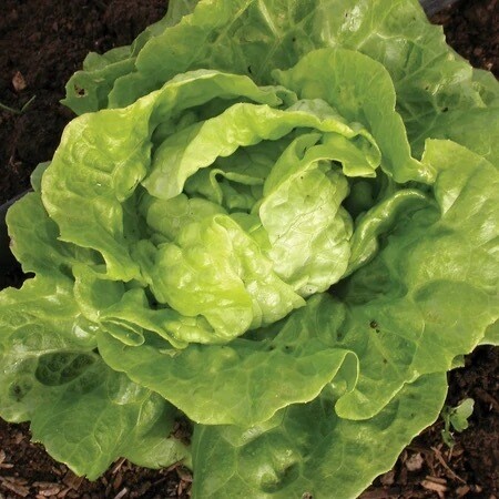 Seeds - Lettuce Tom Thumb Organic 1/2 Gram