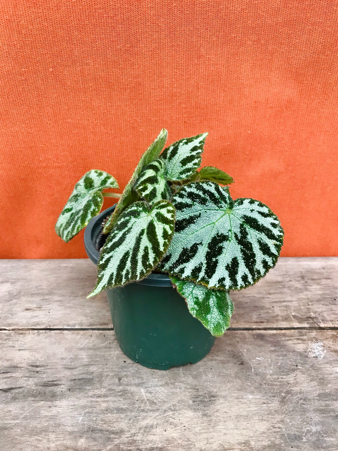 Begonia imperialis 4.5&quot;