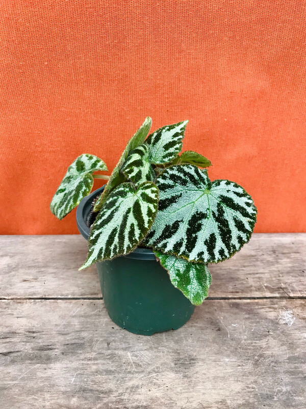 Begonia imperialis 4.5&quot;