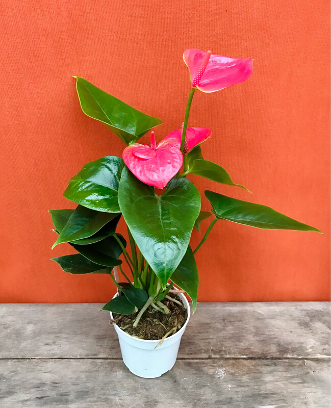 Anthurium Flowering Pink 4&quot;