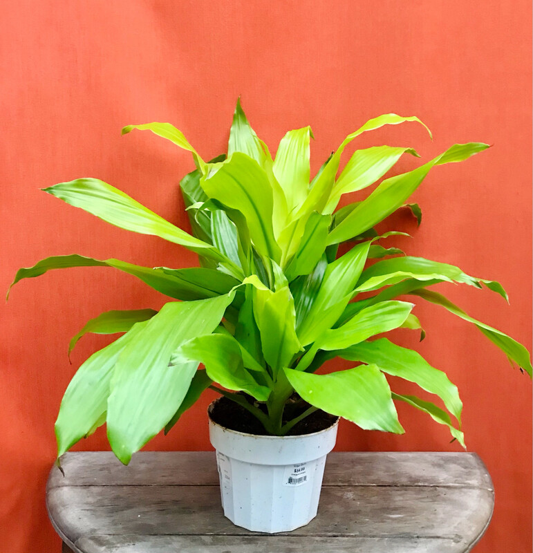 Dracaena Limelight, Dracaena fragrans limelight 6&quot;