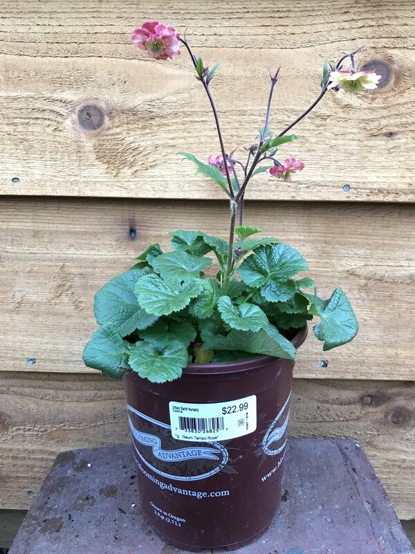 Geum x &#39;Tempo Rose&#39; 1gal