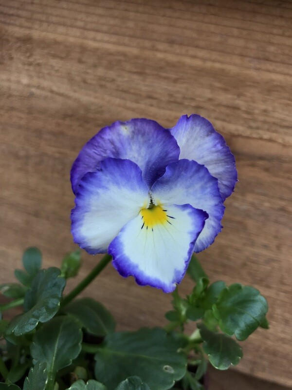 Viola Halo Lilac 3.5&quot;