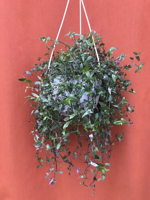 Tahitian Bridal Veil, Gibasis geniculata 8&quot;