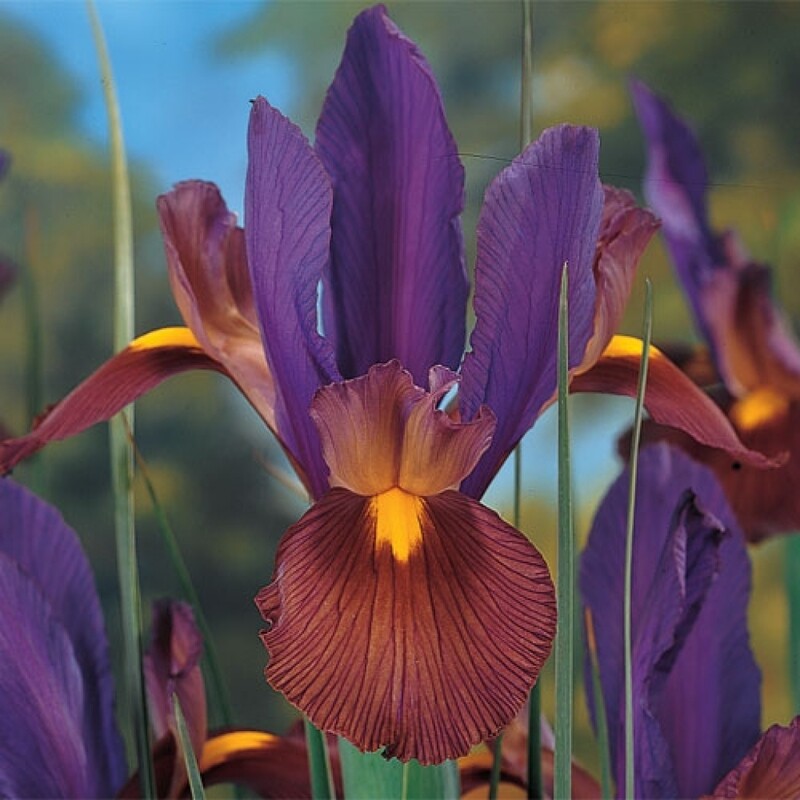 Iris hollandica &#39;Eye Of The Tiger&#39; Qt