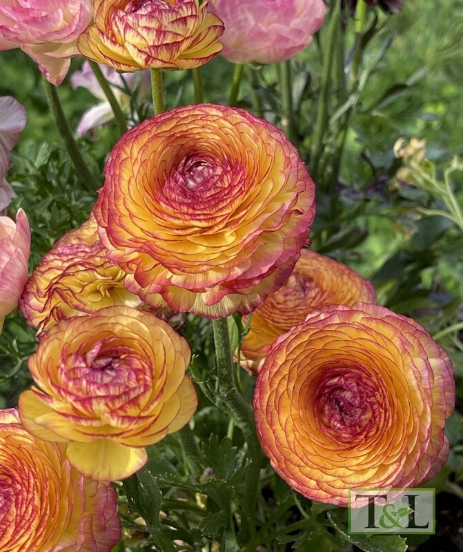 Buttercup, Ranunculus &#39;Amandine Orange Picotee&#39; 1gal
