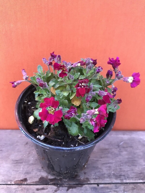 Aubrieta &#39;Axcent Burgundy Imp.&#39; Qt