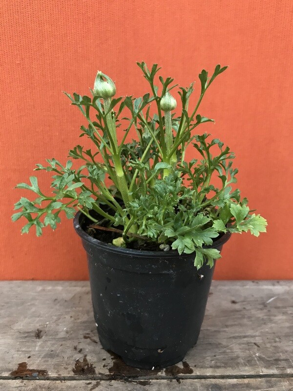 Ranunculus &#39;Sprinkles White&#39; 4&quot;