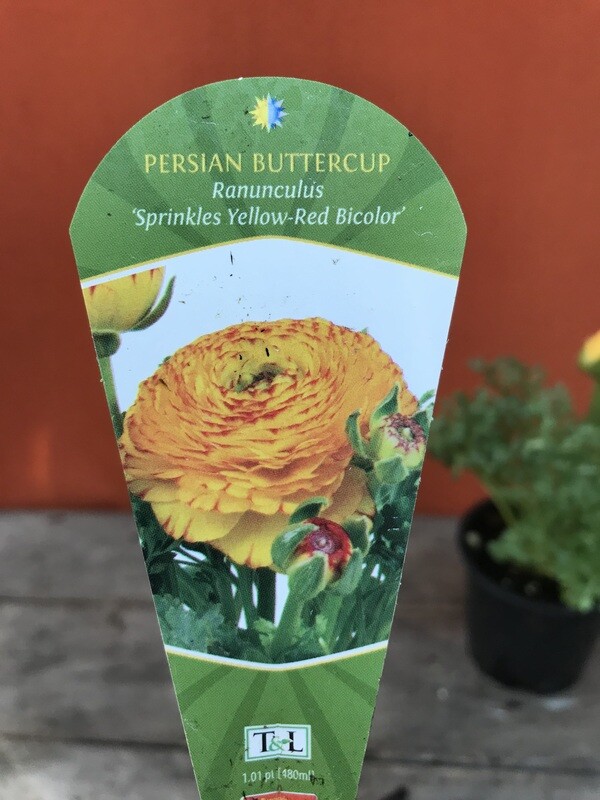 Buttercup, Ranunculus &#39;Sprinkles Yellow-Red Bicolor&#39; 4&quot;