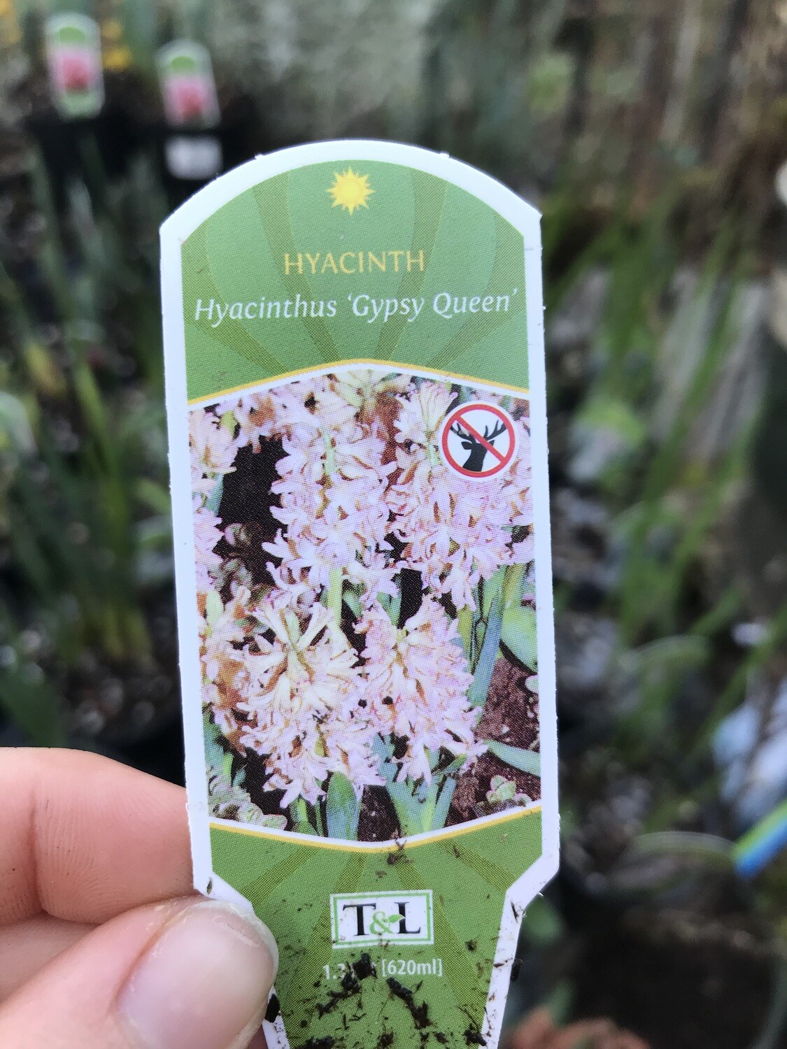 Hyacinth &#39;Gipsy Queen&#39; 4&quot;