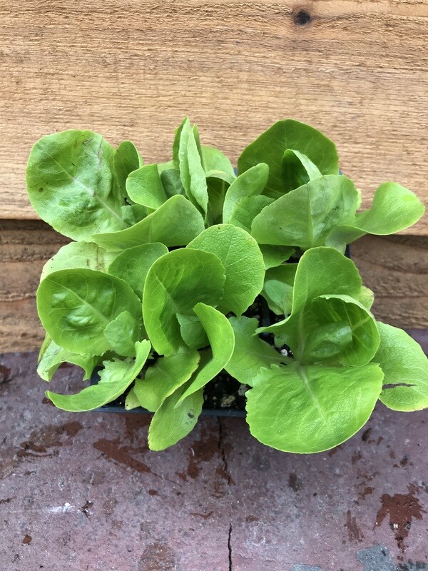Lettuce &#39;Buttercrunch&#39; 4&quot;