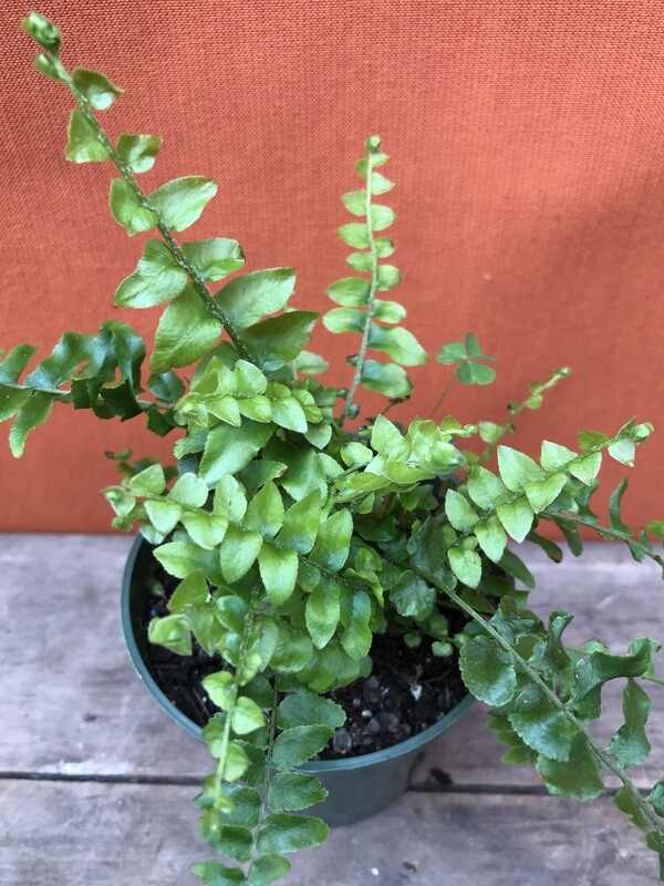 Boston Fern, Nephrolepis exaltata 4&quot;