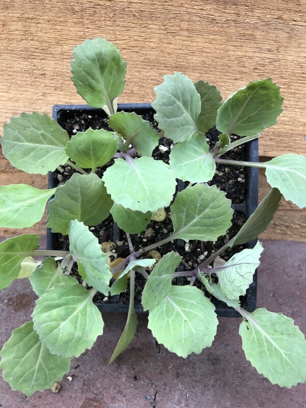 Cabbage &#39;Golden Acre&#39; 4&quot;