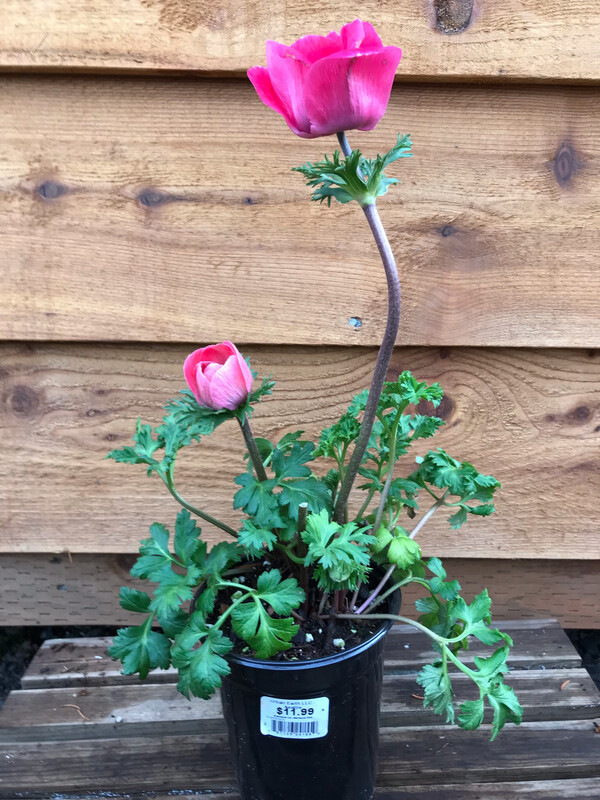 Windflower Anemone cor. &#39;Marianne Pink&#39; Qt