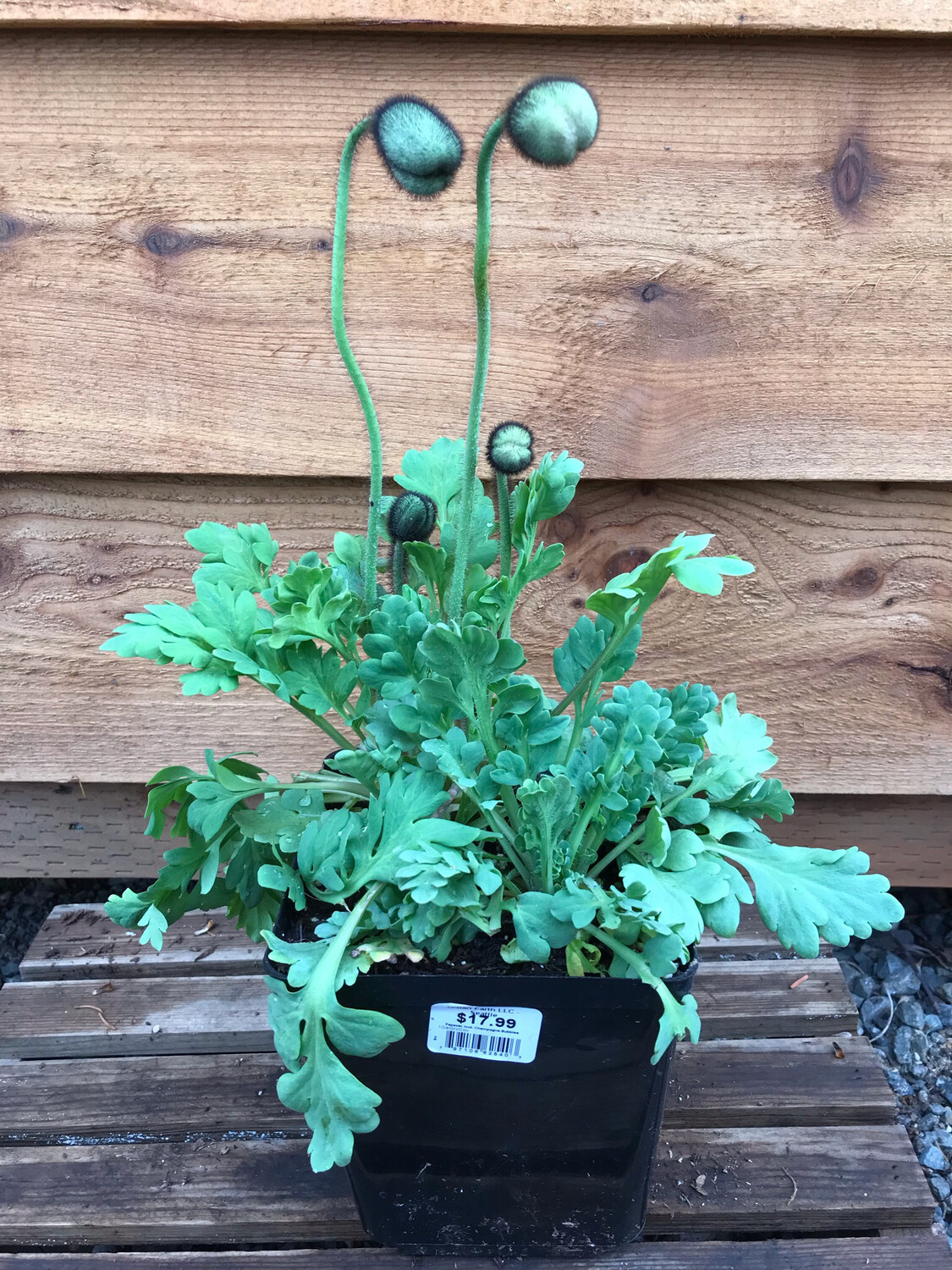 Poppy - Iceland, Papaver nud. &#39;Champagne Bubbles&#39; 1gal