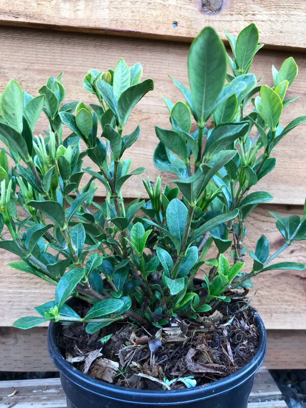 Gardenia jasminoides &#39;Kleim&#39;s Hardy&#39; 1gal