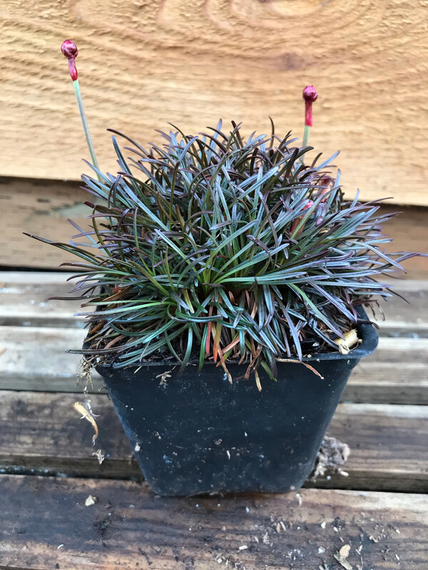 Sea Thrift, Armeria m. &#39;Rubrifolia&#39; 4&quot;