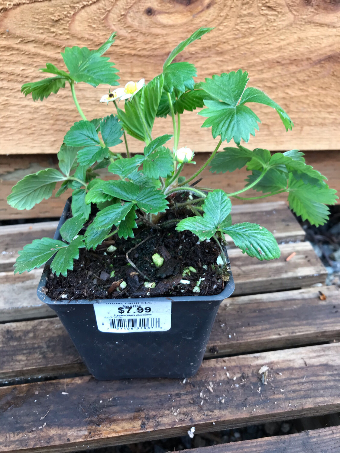 Alpine Strawberry, Fragaria vesca &#39;Alexandria&#39; 4&quot;