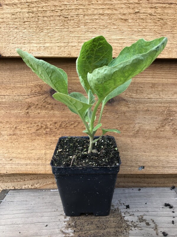 Eggplant &#39;Black Beauty&#39; 3.5&quot;