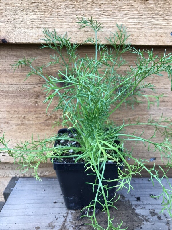 Chamomile &#39;German&#39; 4&quot;