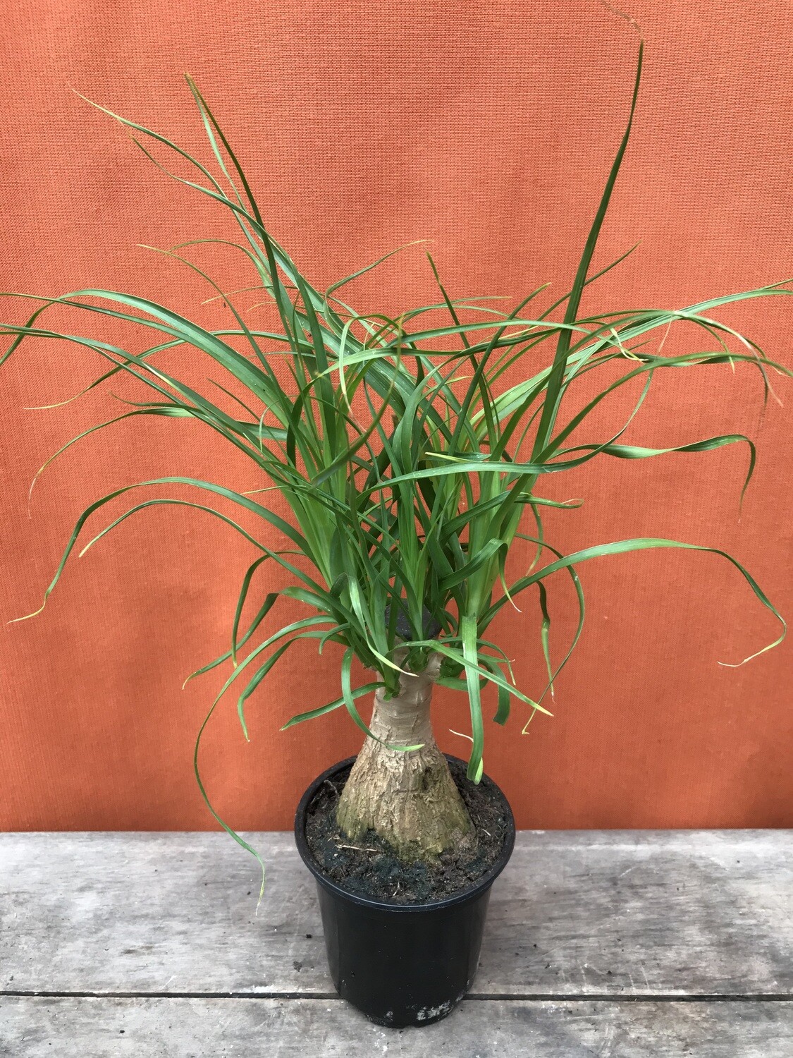 Ponytail Palm, Beaucarnea recurvata 4&quot;