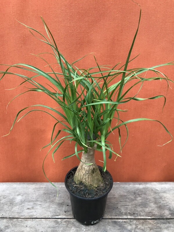 Ponytail Palm, Beaucarnea recurvata 4&quot;