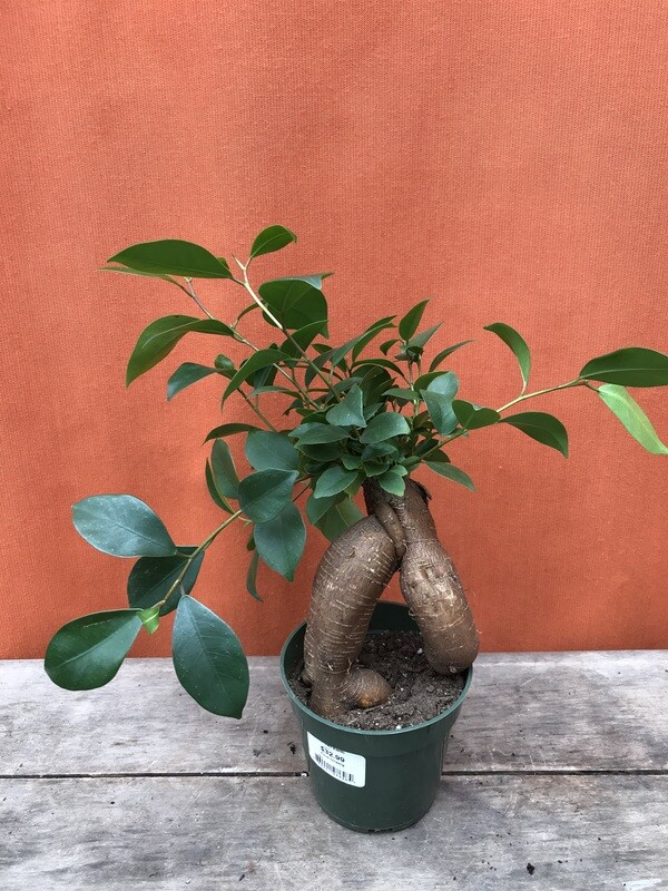 Ficus Bonsai, Ficus ginseng 4&quot;