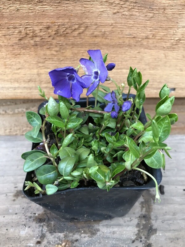Periwinkle, Vinca minor &#39;Bowles&#39; 4&quot;
