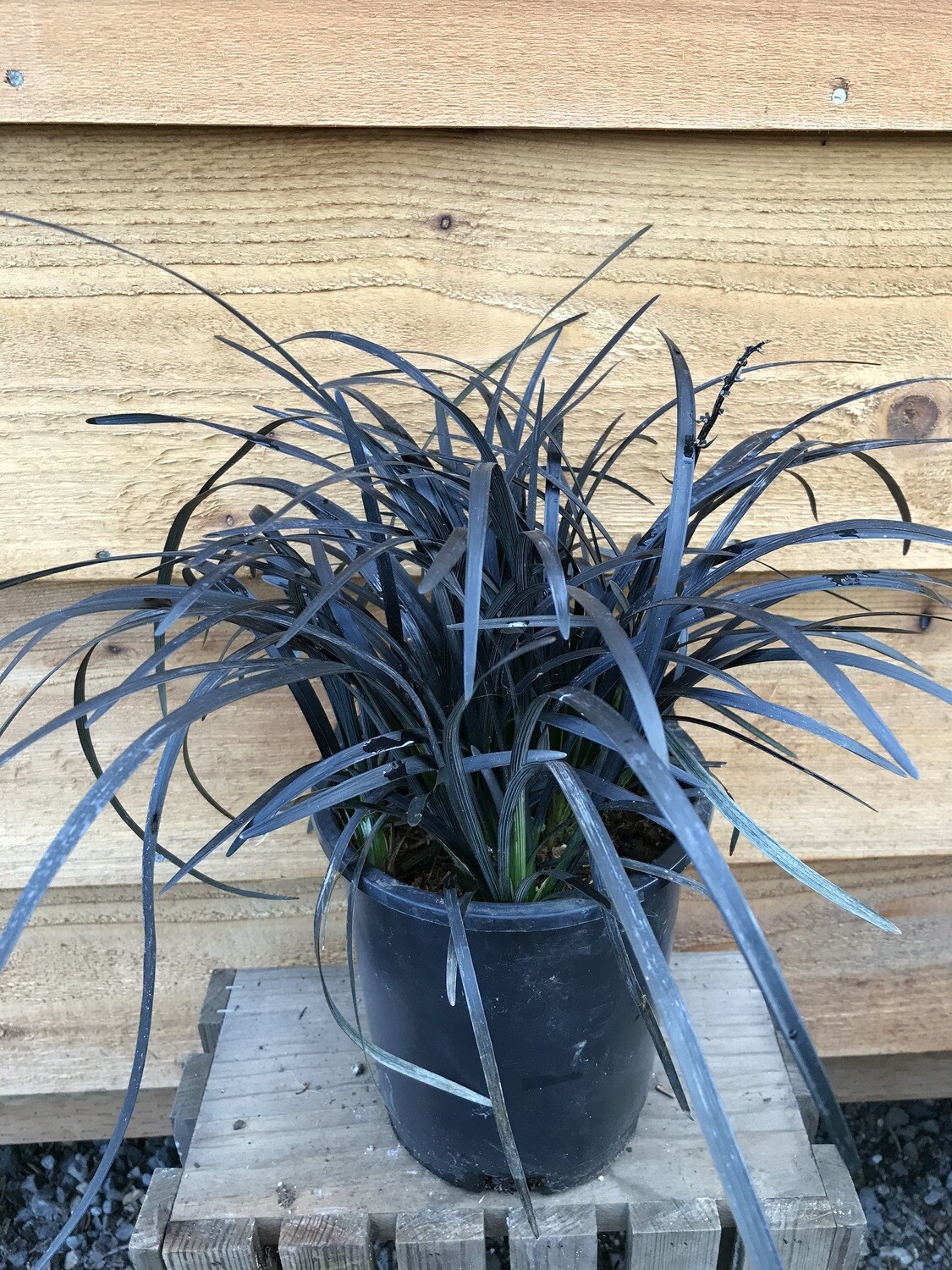 Black Mondo Grass, Ophiopogon planiscapus &#39;Nigrescens&#39; 1Gal