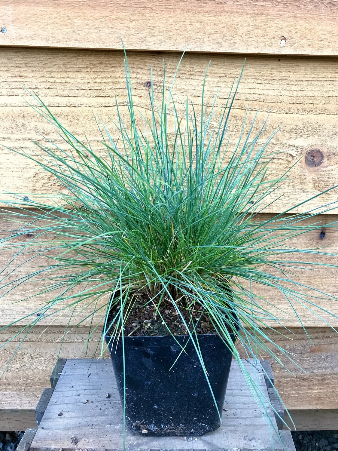 Blue Fescue, Festuca glauca &#39;Beyond Blue&#39; 1gal