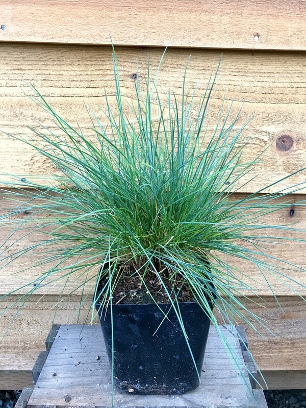 Blue Fescue, Festuca glauca &#39;Beyond Blue&#39; 1gal
