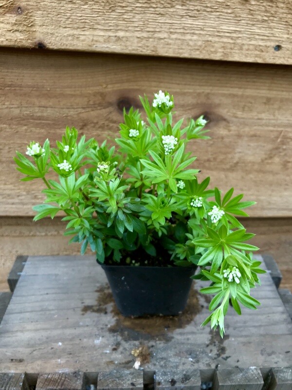Sweet Woodruff, Galium odoratum 4&quot;