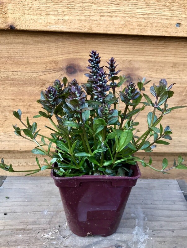 Bugleweed, Ajuga x tenorii &#39;Chocolate Chip&#39; 3.5&quot;